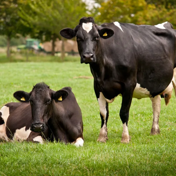 Chestnut Dairies cows in a field